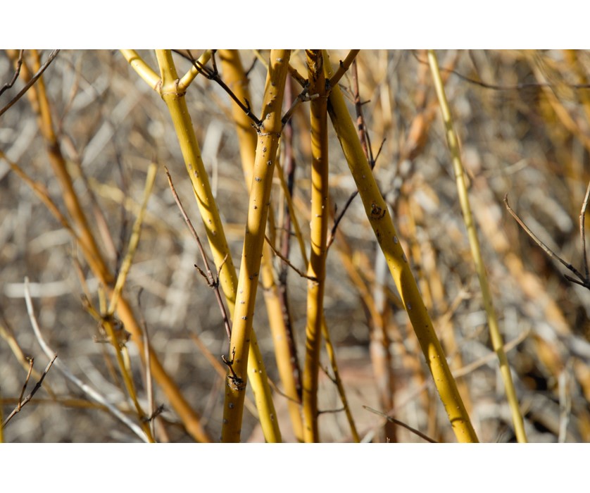 Yellow Twig Dogwood